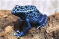 Blue poison arrow frog 